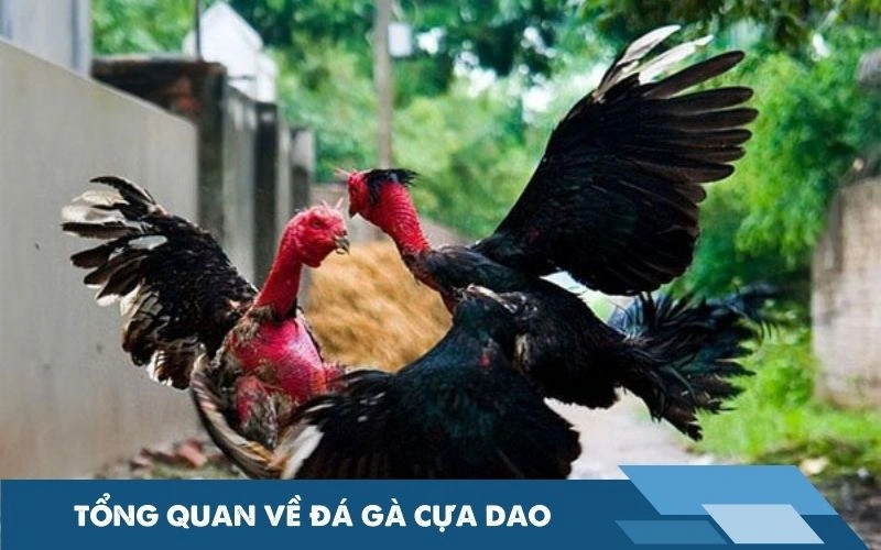 Tổng quan về đá gà cựa dao