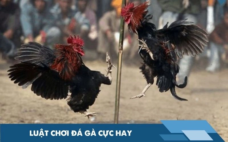 Luật chơi đá gà cực hay