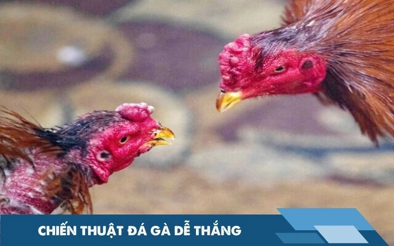 Chiến luật đá gà dễ dàng