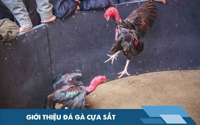 Giới thiệu đá gà cựa sắt