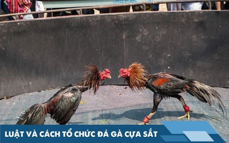 Luật chơi và cách tổ chức trận đá gà cựa sắt