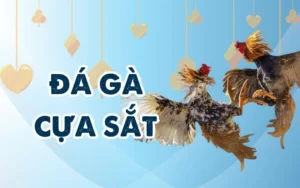 Đá Gà Cựa Sắt