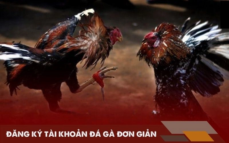 Đăng ký tài khoản đá gà đơn giản