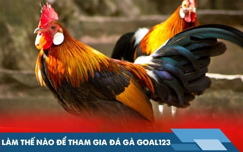 Làm thế nào để tham gia đá gà Goal123