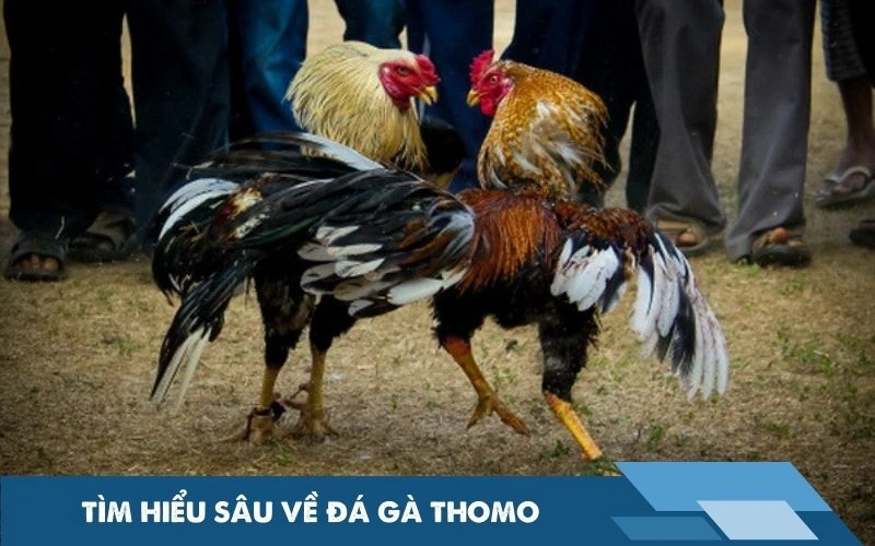 Tìm hiểu sâu về đá gà Thomo