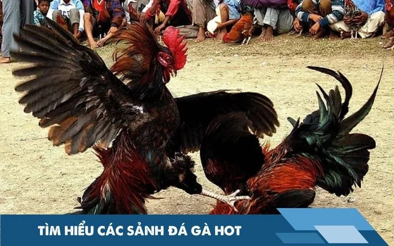 Tìm hiểu các sảnh đá gà hot