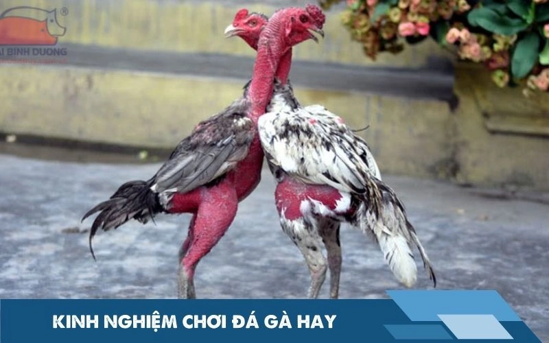 Kinh nghiệm chơi đá gà hay